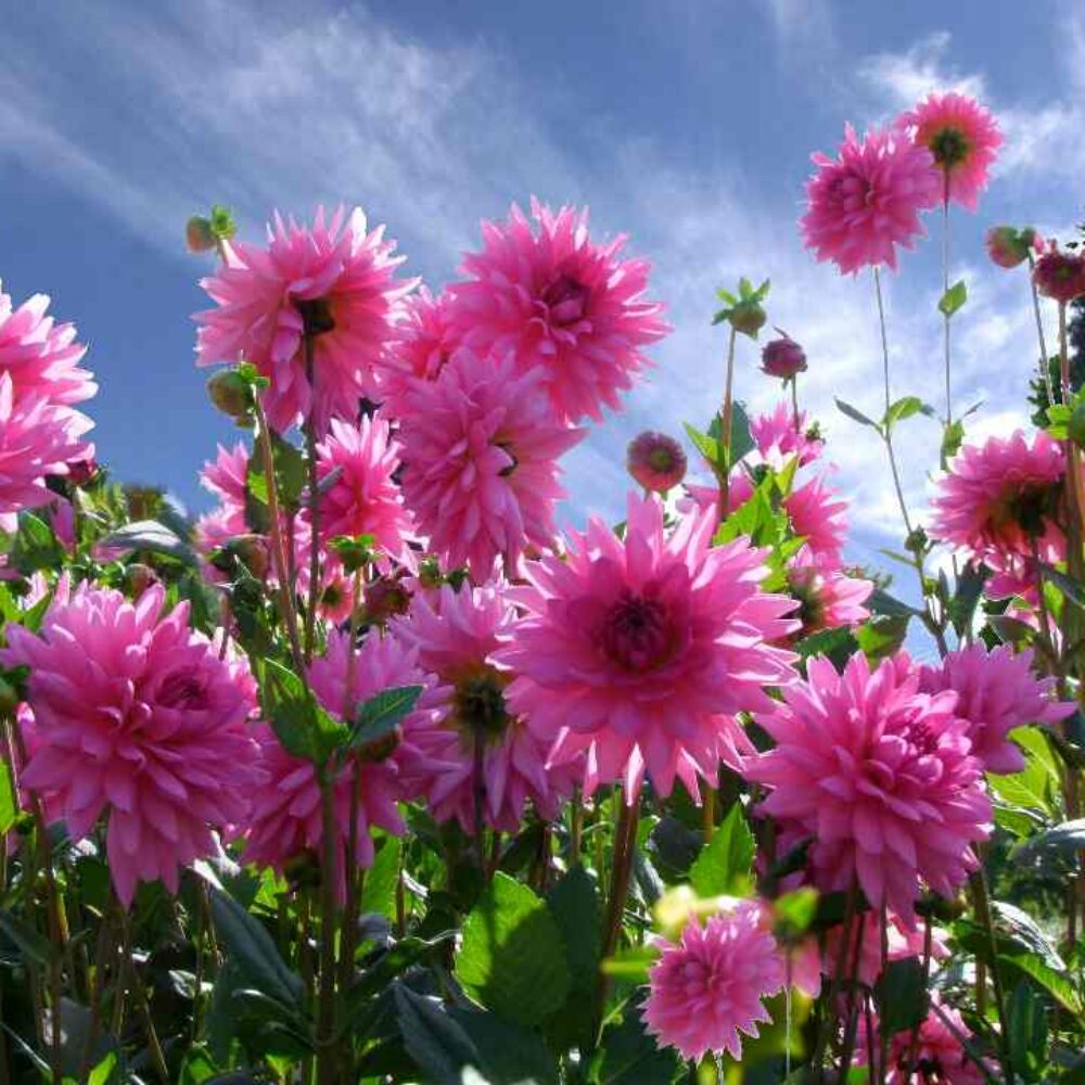 L’horticulture francilienne soigne la terre et les hommes