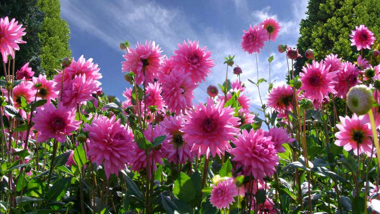 You are currently viewing L’horticulture francilienne soigne la terre et les hommes