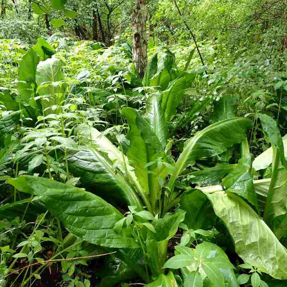 Quelles actions contre les espèces invasives dans la région Grand Est ?