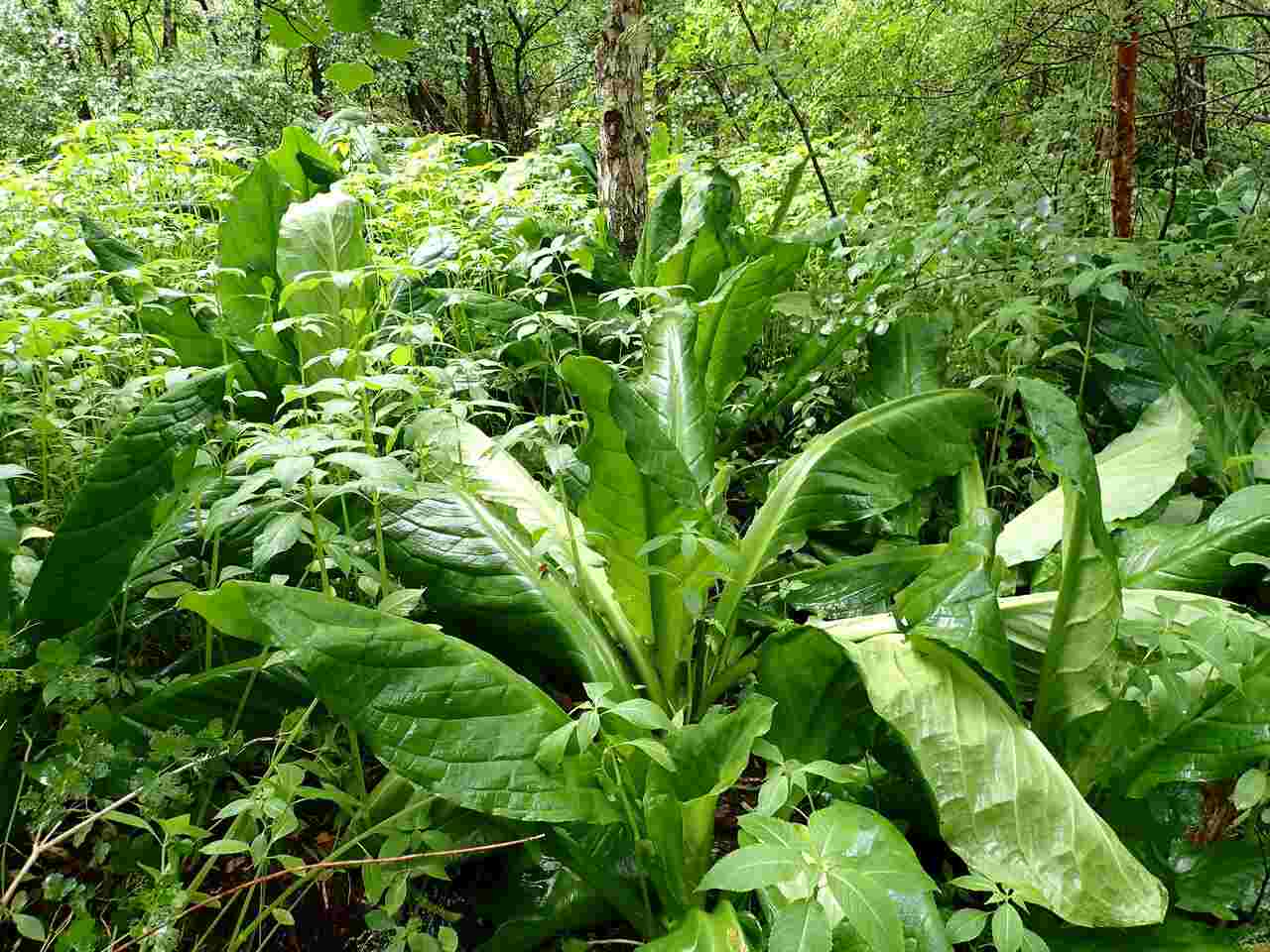 You are currently viewing Quelles actions contre les espèces invasives dans la région Grand Est ?