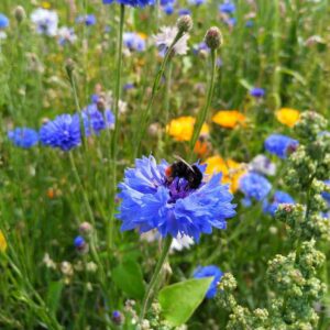 Un bourdon des pierres (Bombus lapidarius) butine un bleuet sauvage dans une prairie fleurie.