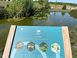 Une mare créée dans une entreprise lors d'un parcours biodiversité avec Beecity.