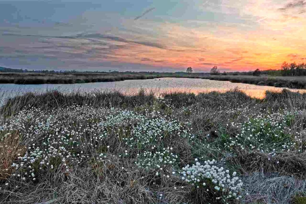Paysage d'une tourbière dans les landes avec des linaigrettes en floraison.